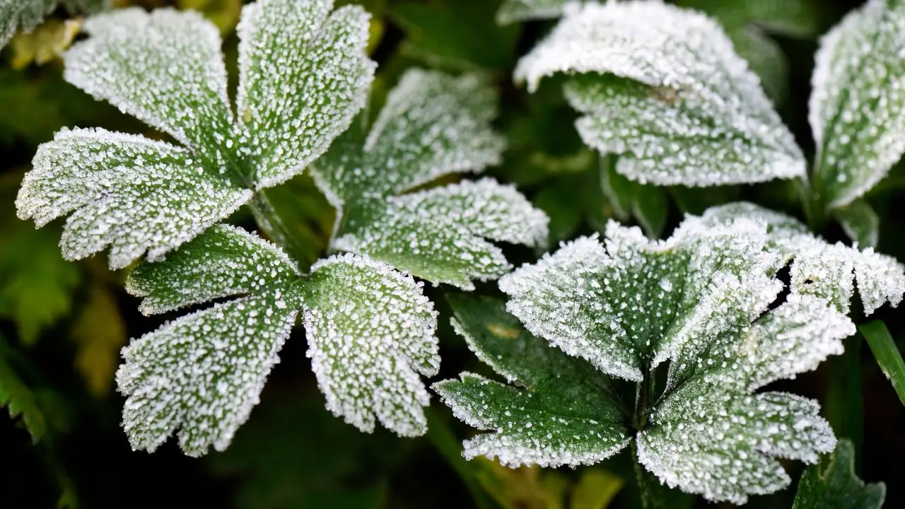 Piante che resistono bene alle gelate