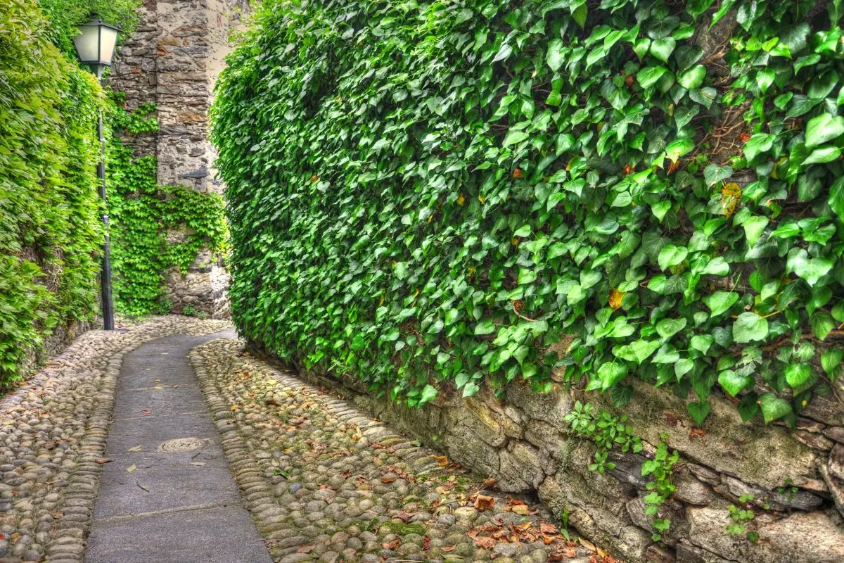 Attenzione alle radici invasive: ecco le piante da evitare